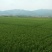 昭通市昭阳区1000亩优质水田出租