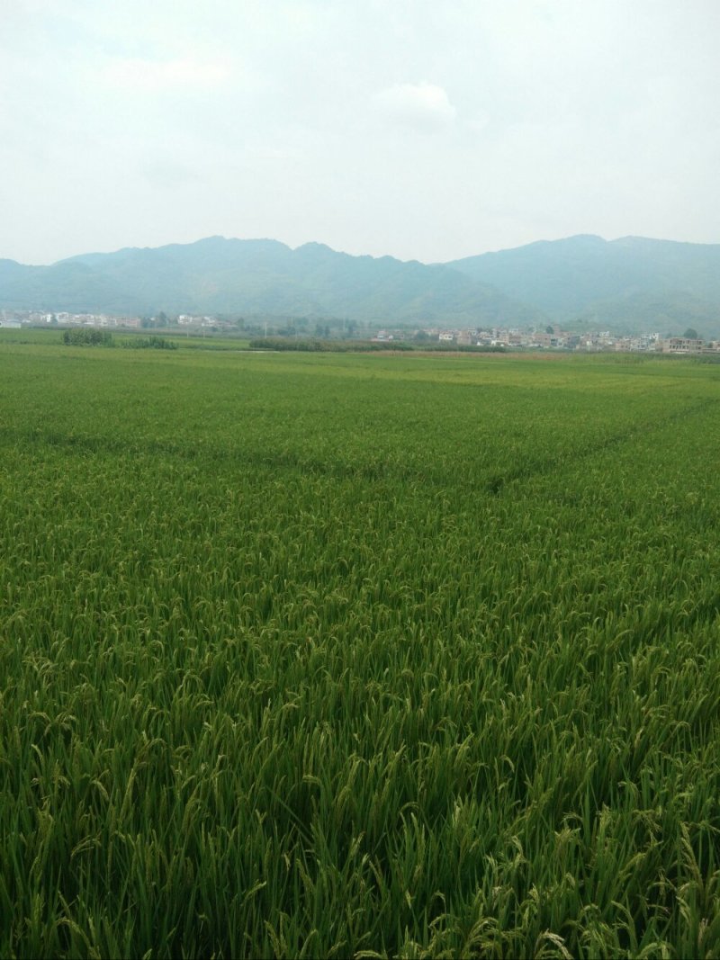 昭通市昭阳区1000亩优质水田出租