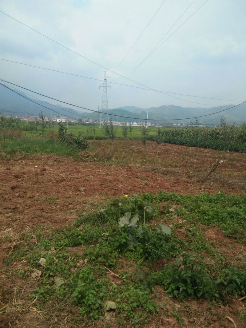 昭通市昭阳区1000亩优质水田出租