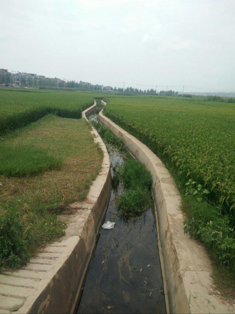 昭通市昭阳区1000亩优质水田出租
