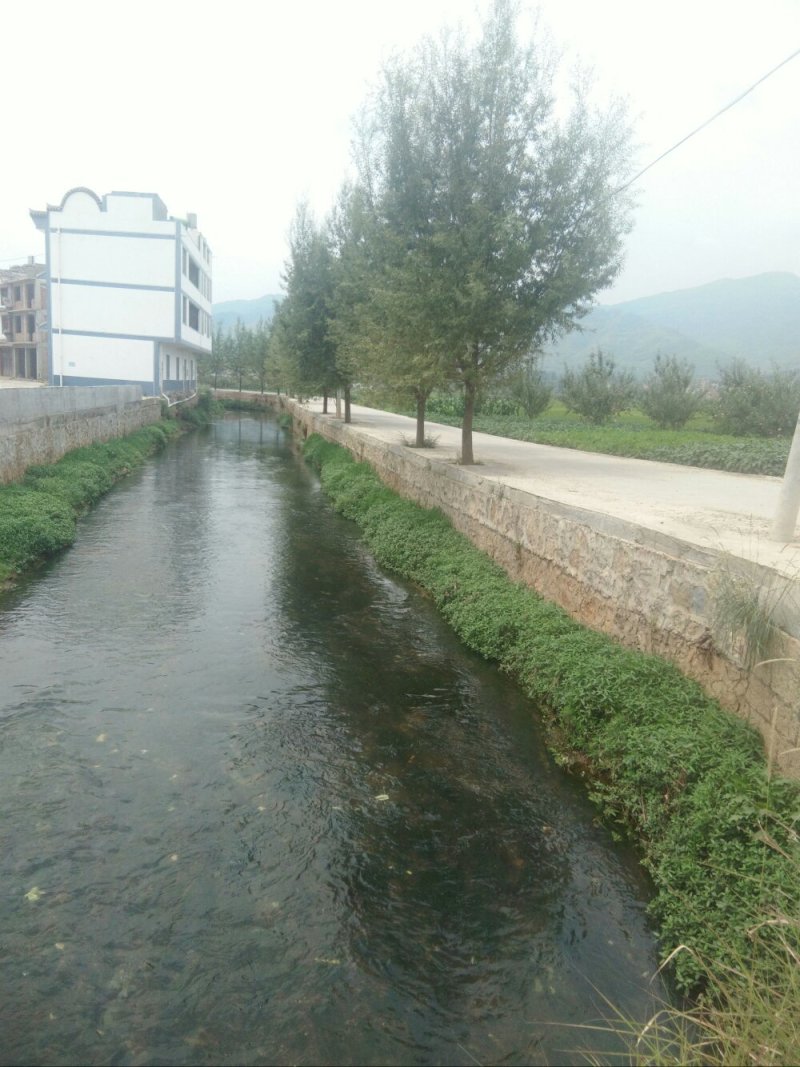 昭通市昭阳区1000亩优质水田出租