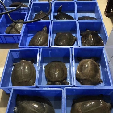 大甲鱼