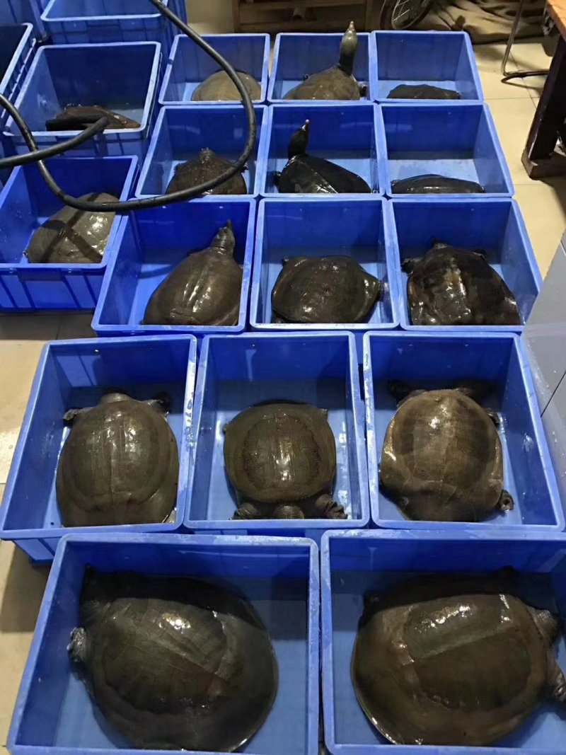 大甲鱼