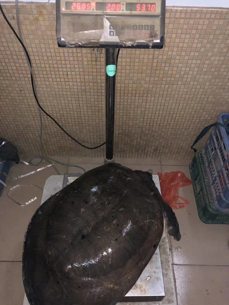 大甲鱼