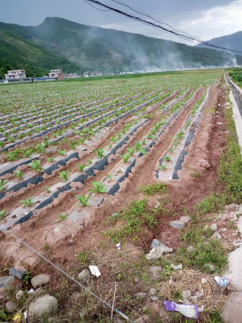 地膜白➕黑双色膜90/100厘米宽厂家直销