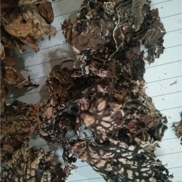 老龙皮