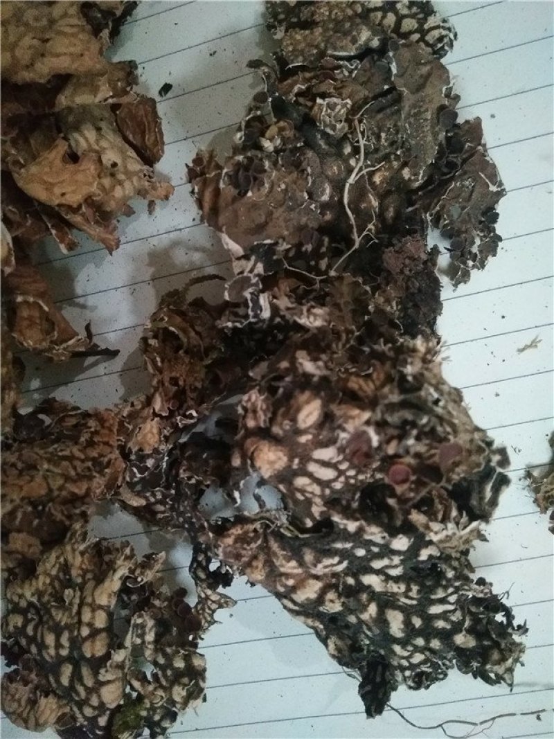 老龙皮