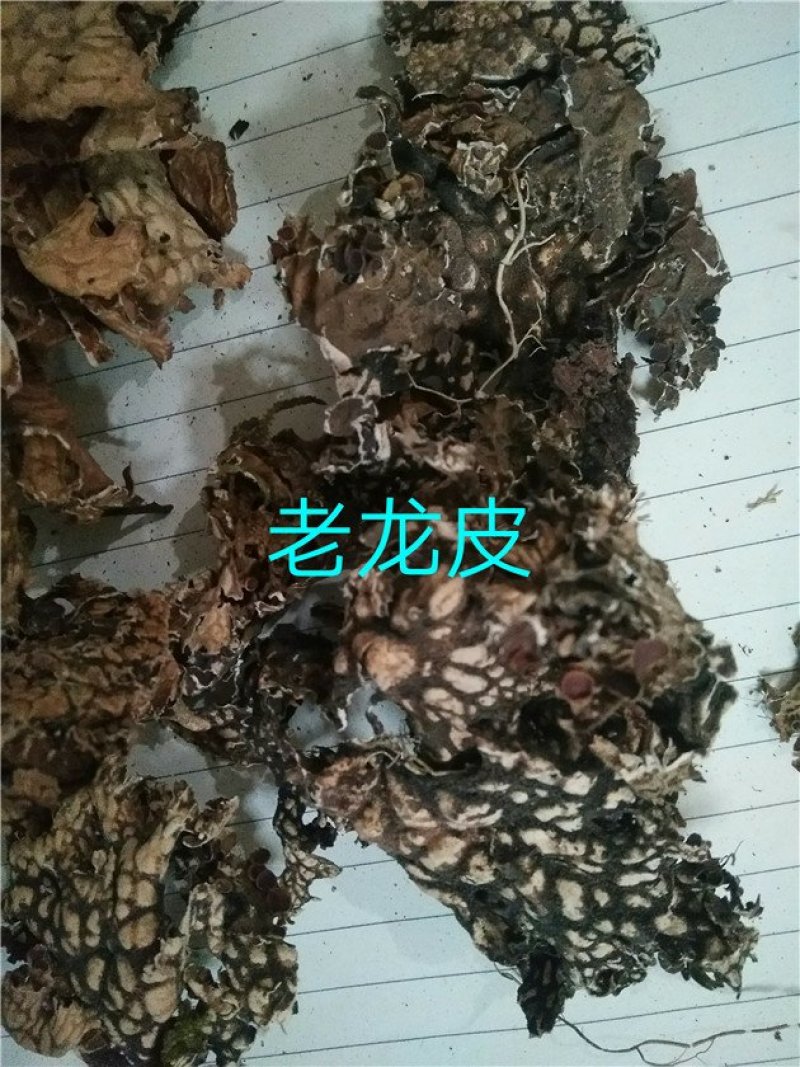 老龙皮