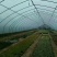蔬菜大棚6/8/宽热度锌厂家直销包用15年左右可定制