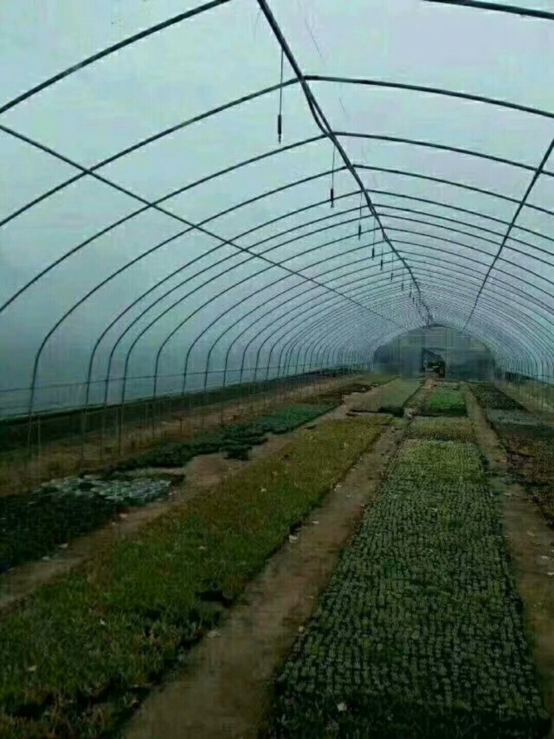 蔬菜大棚6/8/宽热度锌厂家直销包用15年左右可定制