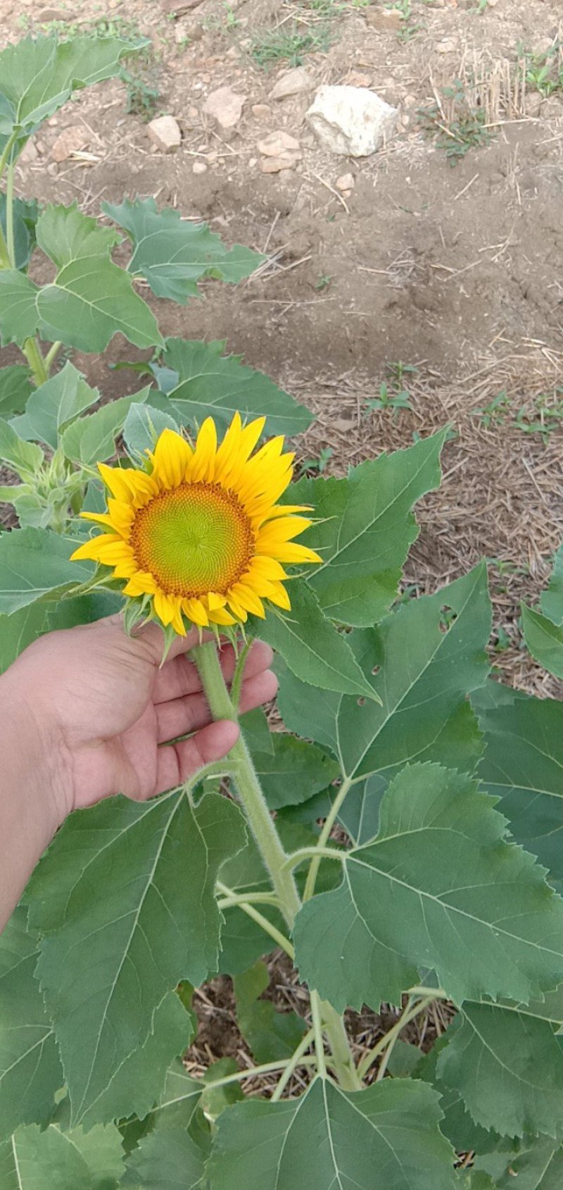 向日葵花价格美丽