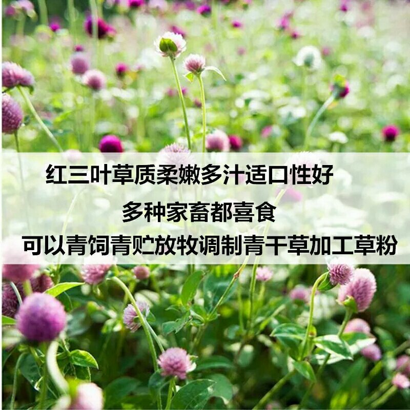 白三叶种子红三叶草种籽果园绿肥四季车轴草子种绿化草坪种子