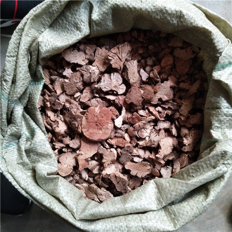 金荞麦
