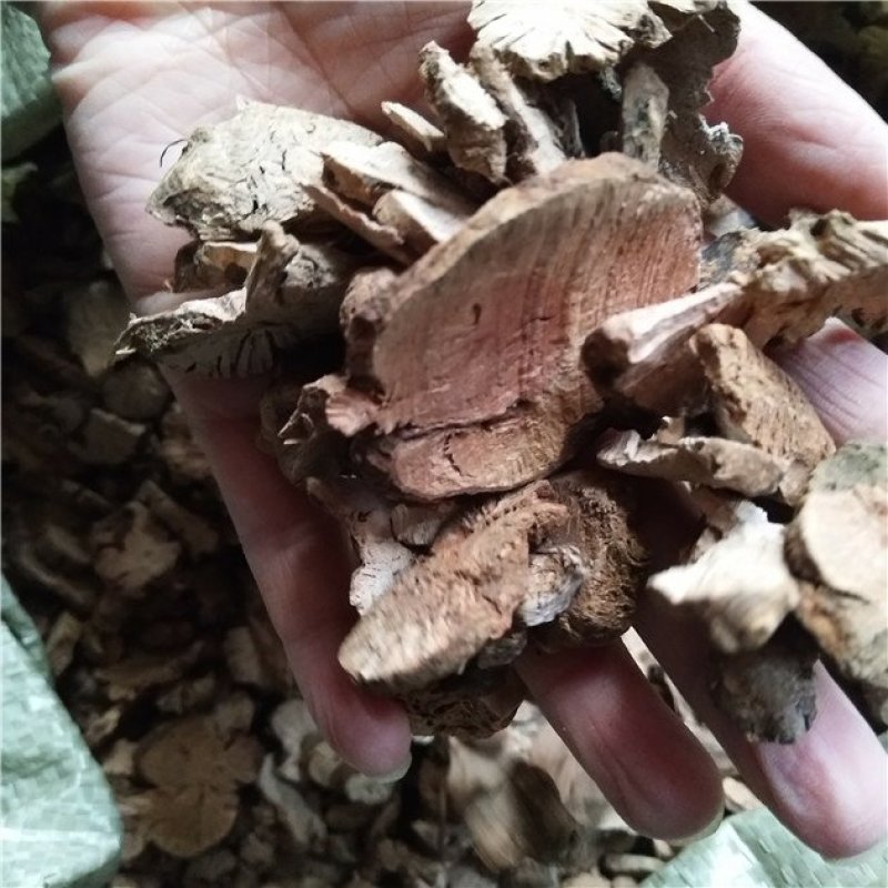 金荞麦