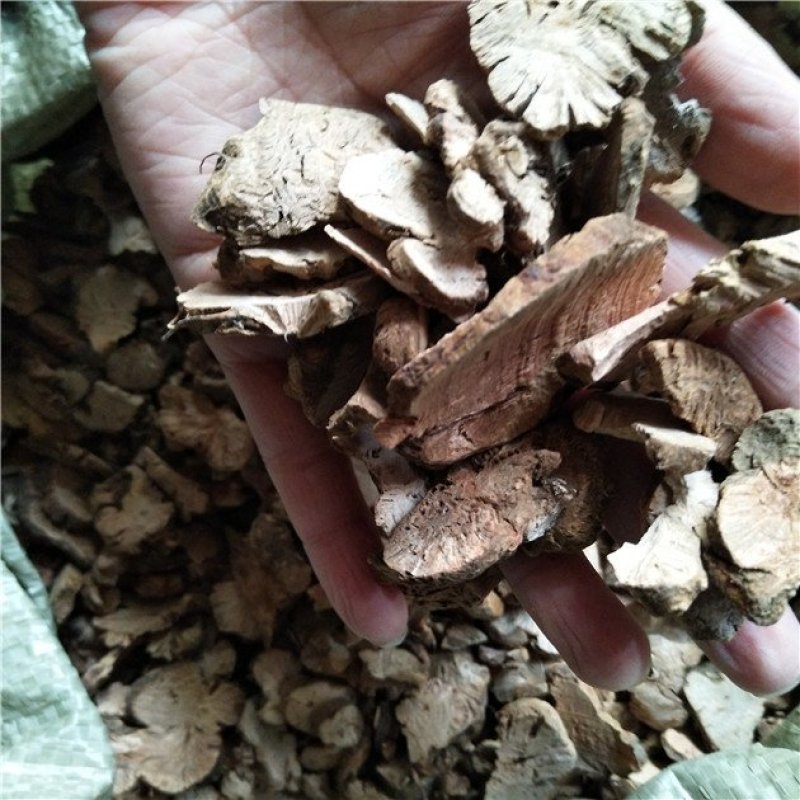 金荞麦