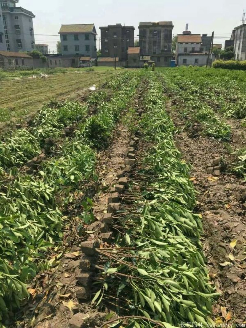 法国冬青法国冬青苗基地直销10一300公分