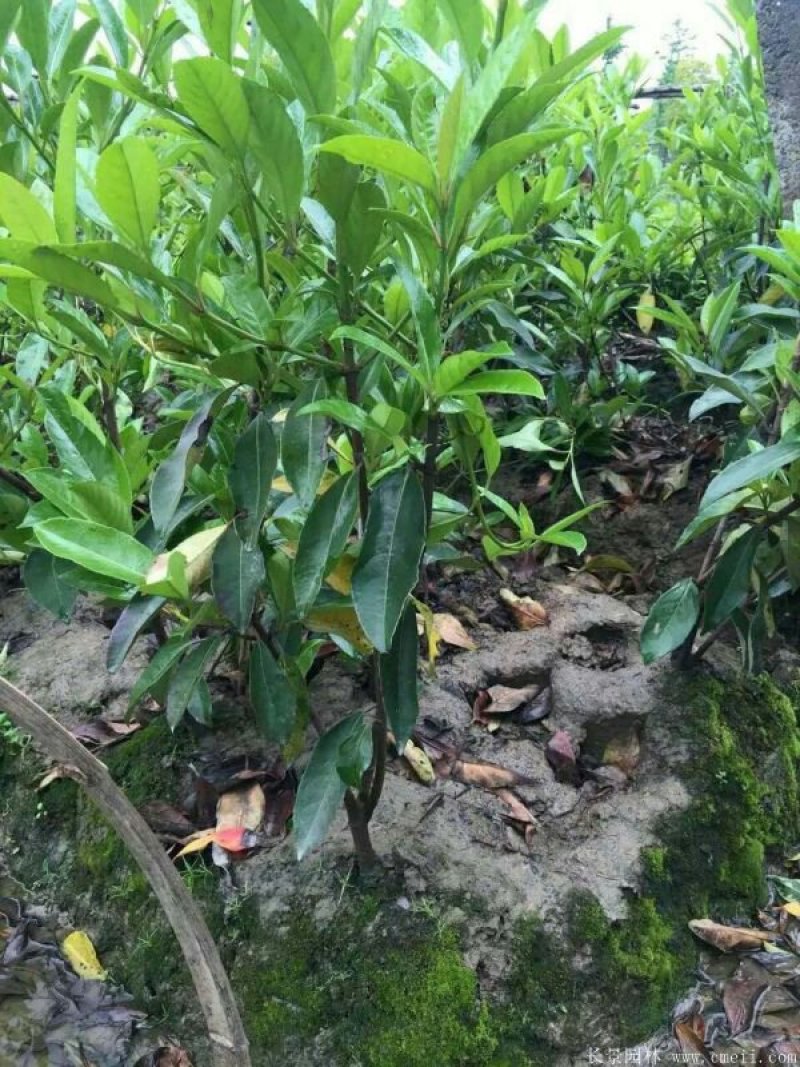 法国冬青法国冬青苗基地直销10一300公分