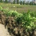 法国冬青法国冬青苗基地直销10一300公分
