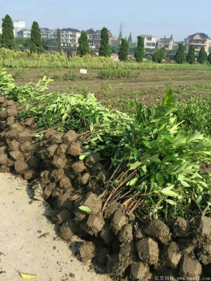 法国冬青法国冬青苗基地直销10一300公分