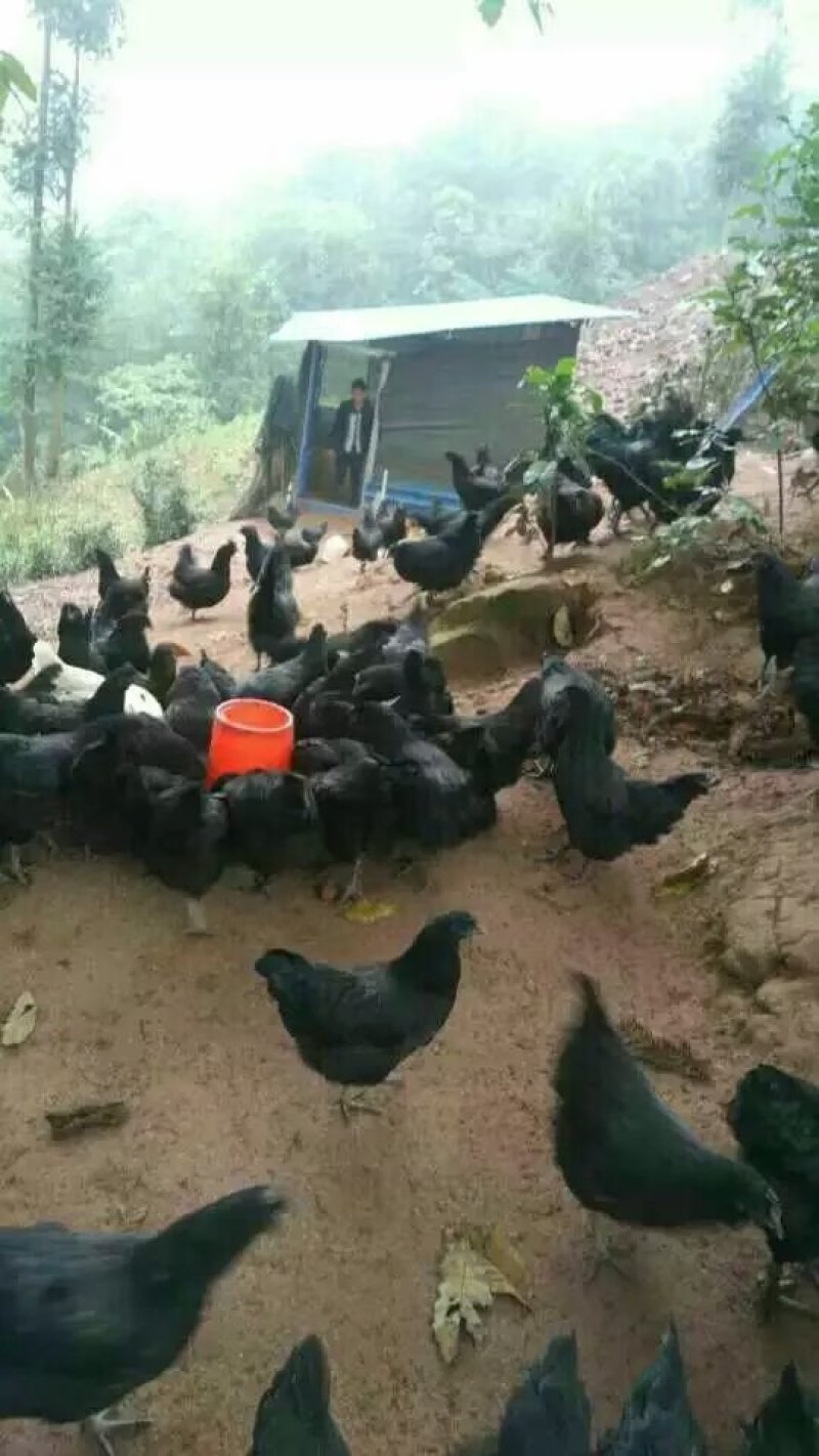 云南盐津乌骨鸡，生态养殖，散养。