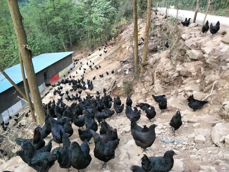 云南盐津乌骨鸡，生态养殖，散养。