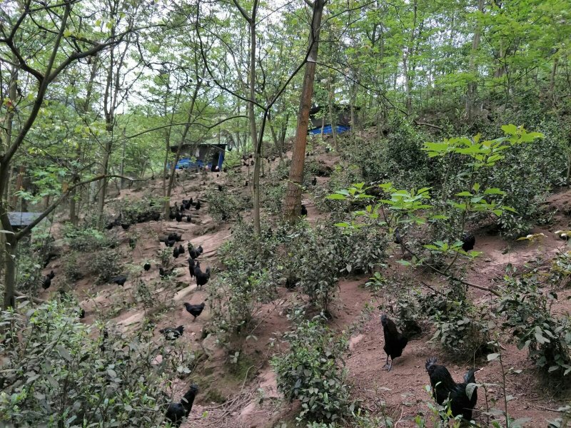 云南盐津乌骨鸡，生态养殖，散养。
