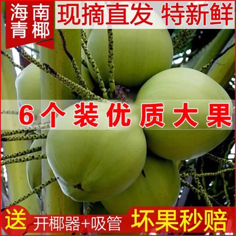 文昌东郊青椰，6个装带皮
