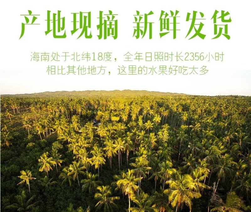 文昌东郊青椰，6个装带皮