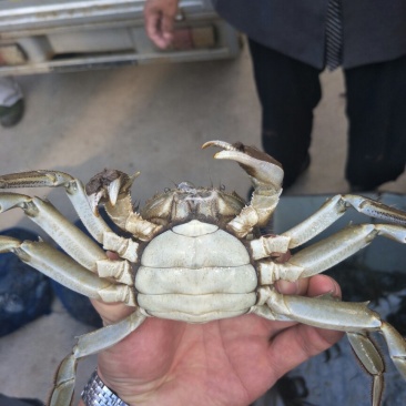 大闸蟹