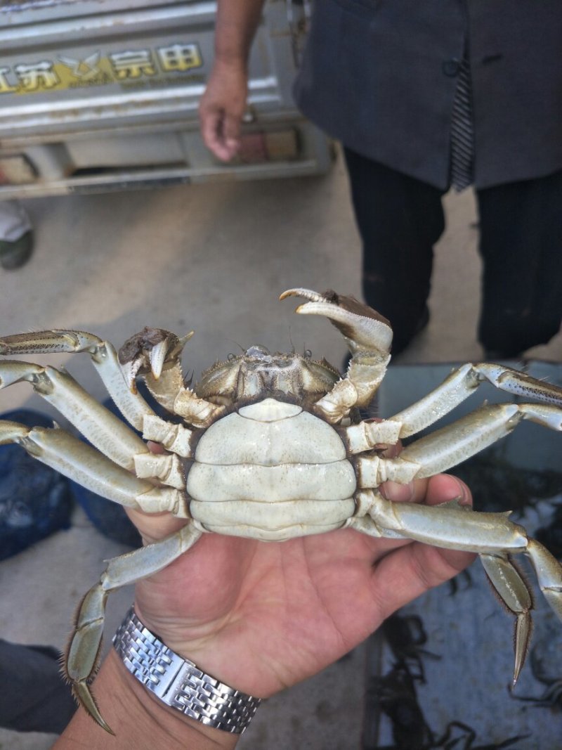 大闸蟹