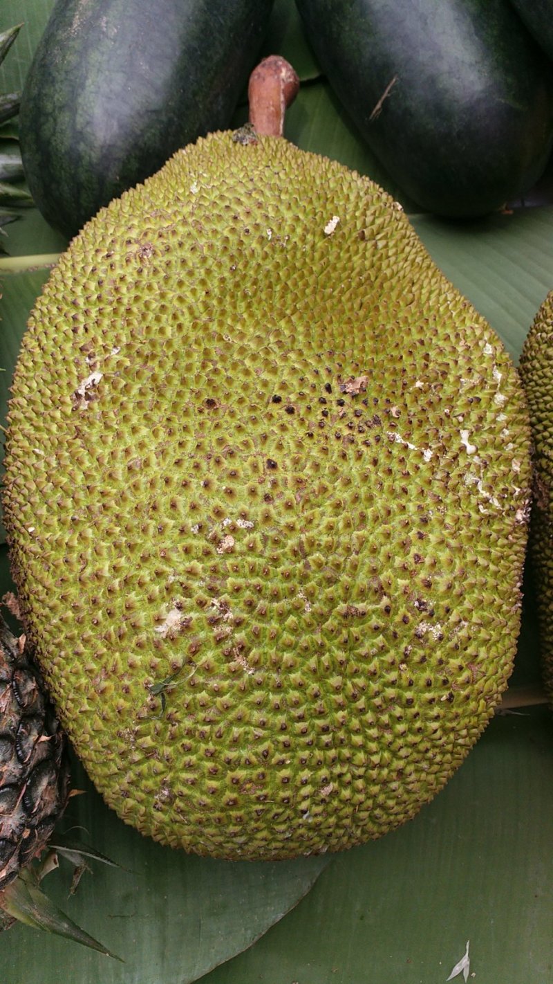 泰国菠萝蜜