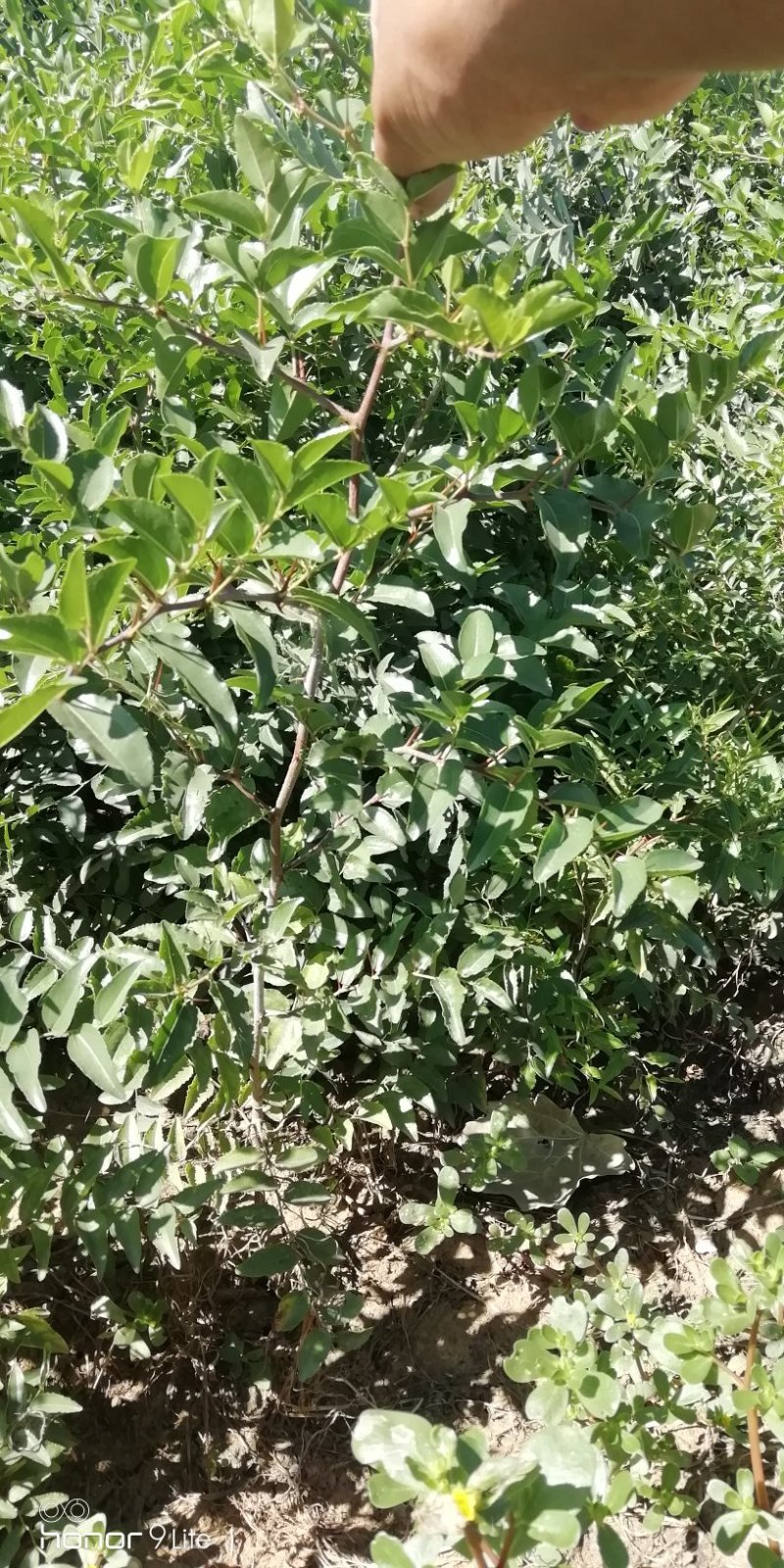 酸枣树苗