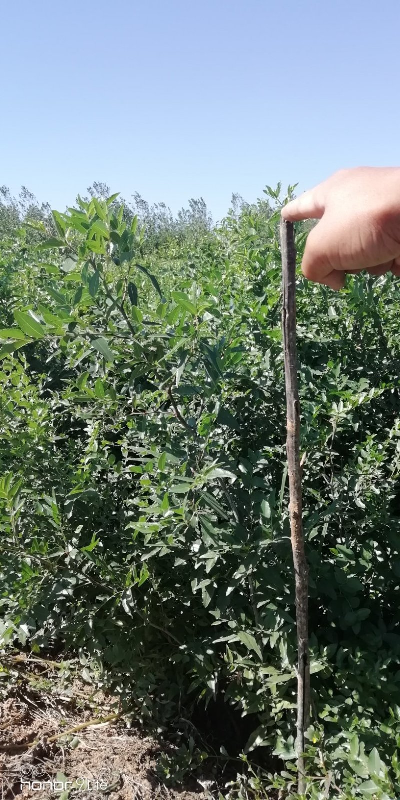 酸枣树苗