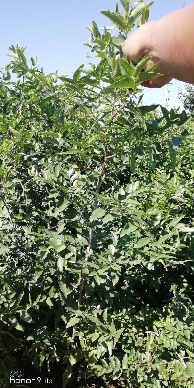 酸枣树苗