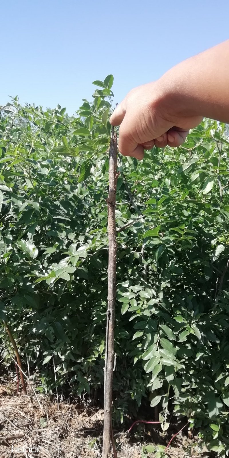 酸枣树苗