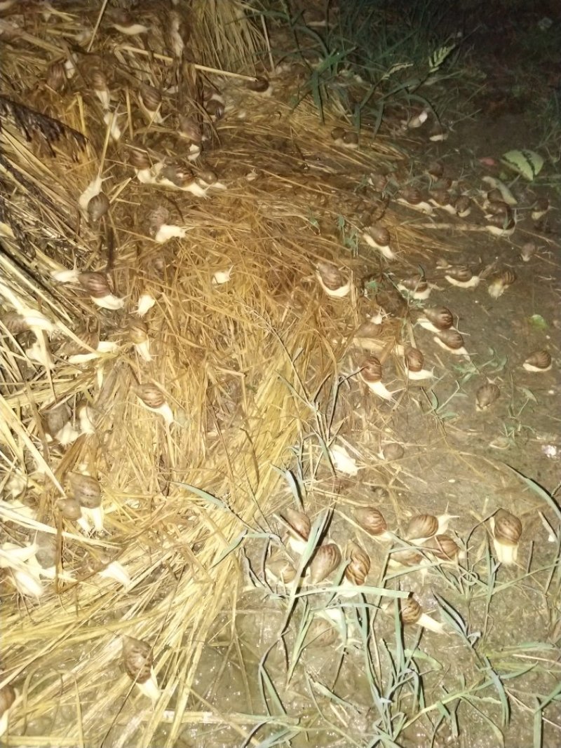 白玉蜗牛