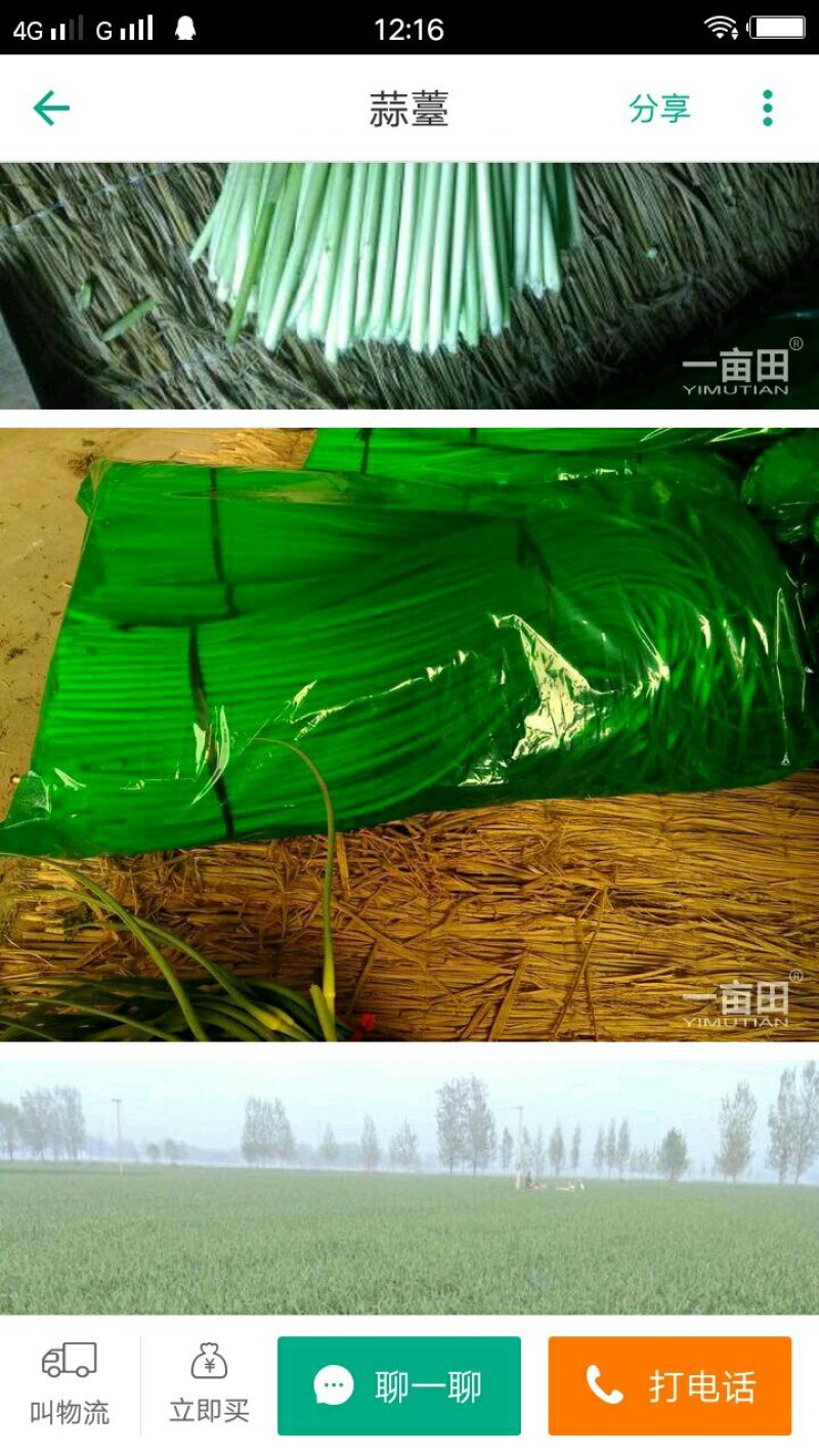 蒜苔