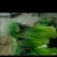蒜苔
