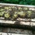 蜜蜂群活体带王出售100一脾量大优惠