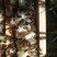 蜜蜂群活体带王出售100一脾量大优惠