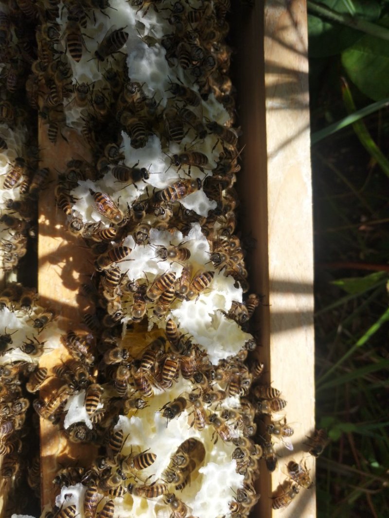 蜜蜂群活体带王出售100一脾量大优惠
