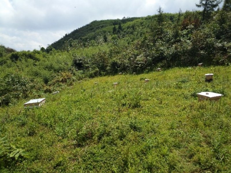 蜜蜂群活体带王出售100一脾量大优惠