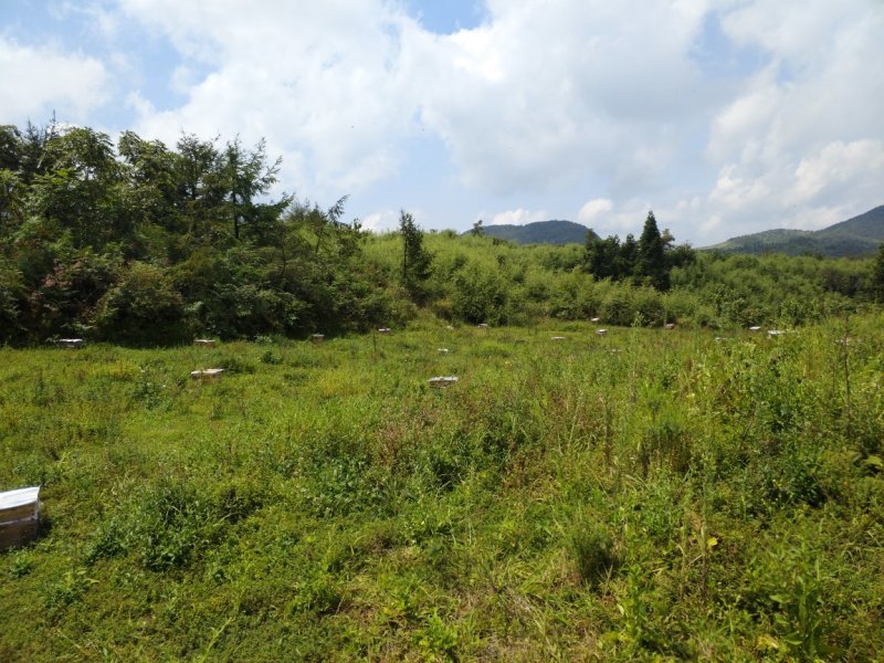 蜜蜂群活体带王出售100一脾量大优惠