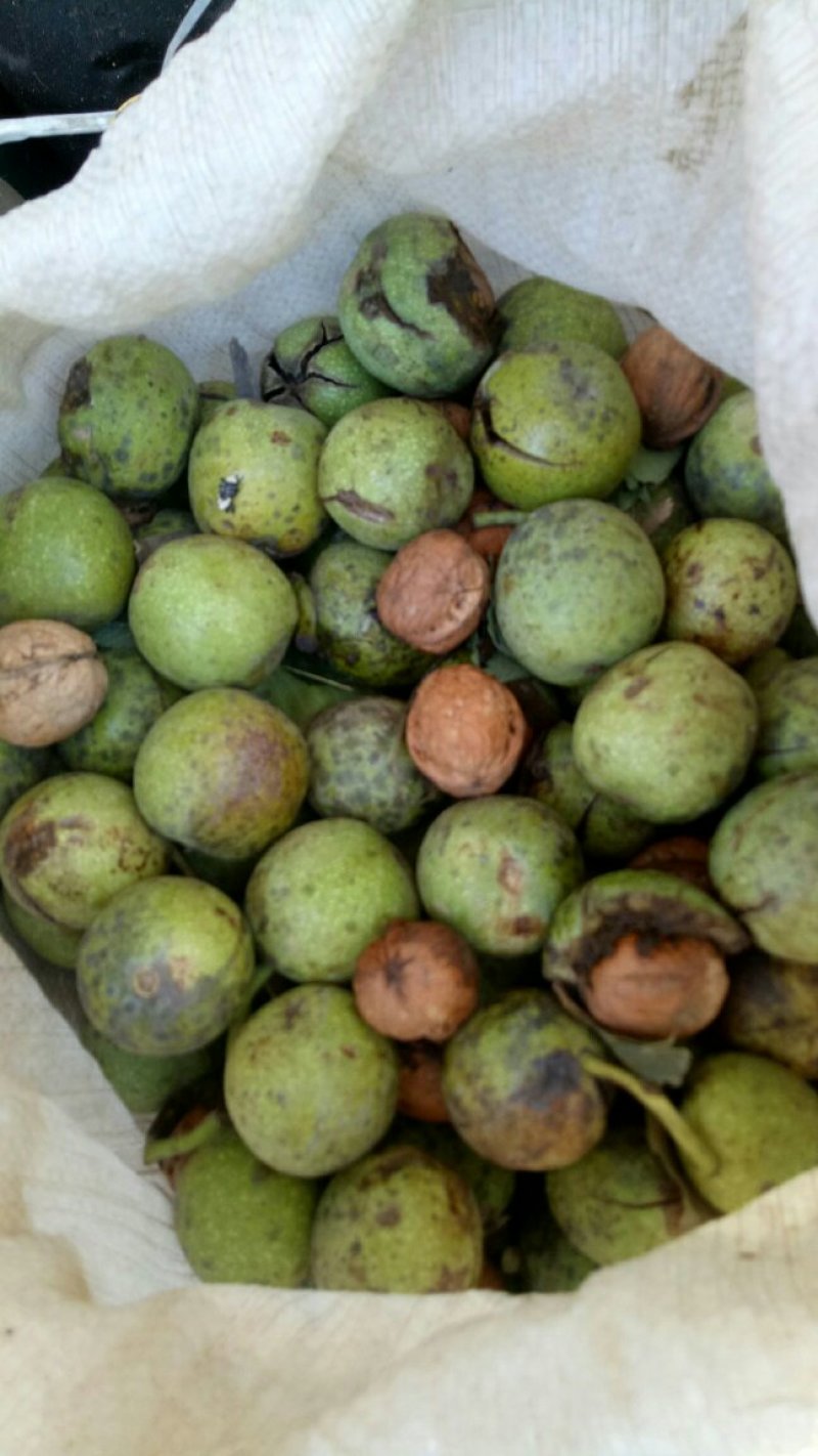 青皮核桃