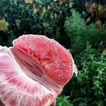 平和琯溪蜜柚