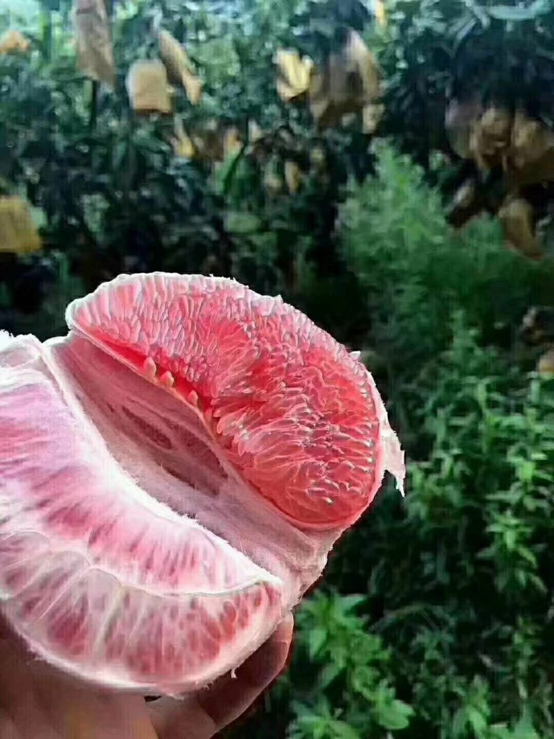 平和琯溪蜜柚