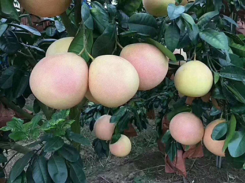 平和琯溪蜜柚