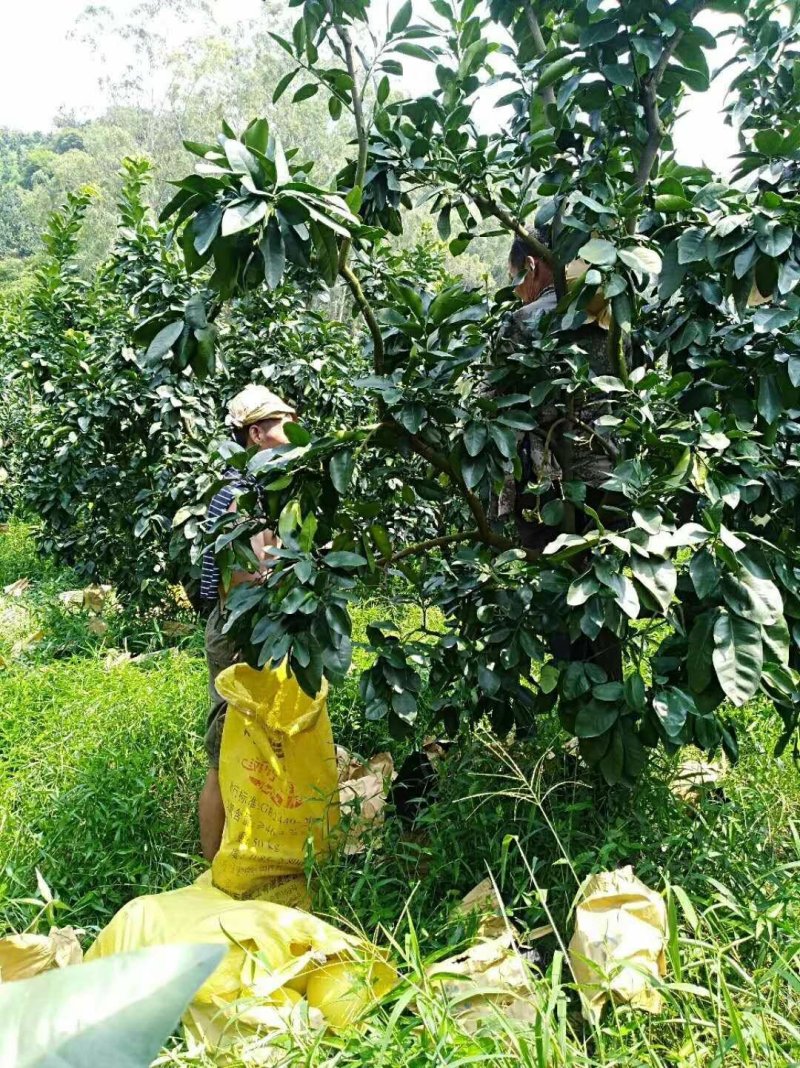 平和琯溪蜜柚