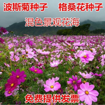 波斯菊种子四季可播发芽两斤包邮亩用8斤