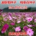 波斯菊种子四季可播发芽两斤包邮亩用8斤